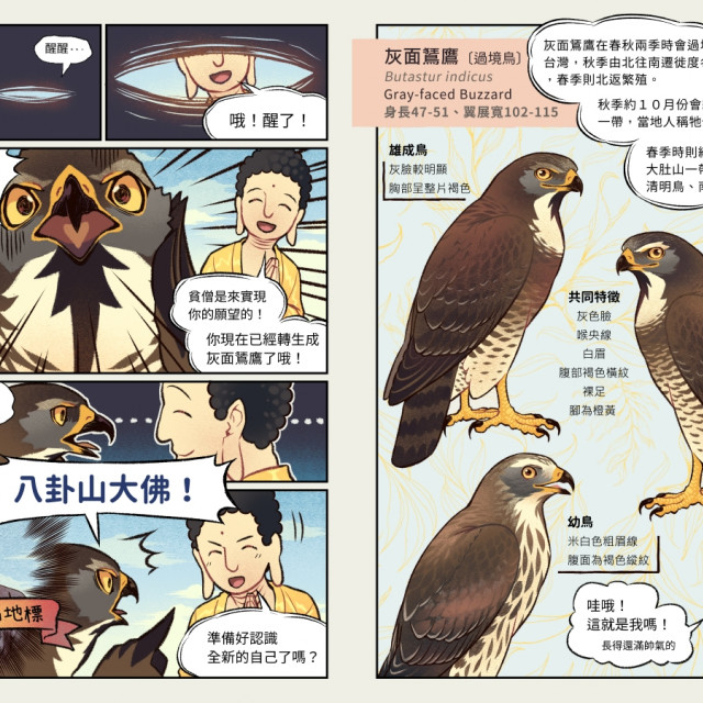 鷹揚八卦 灰面鵟鷹暨野生動物保護推廣手冊 Bird Era 鳥時代